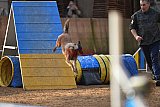 wedstrijd agility friends zondag