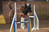 wedstrijd agility friends zondag