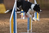 wedstrijd agility friends zondag