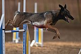 wedstrijd agility friends zondag