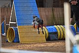 wedstrijd agility friends zondag