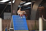 wedstrijd agility friends zondag