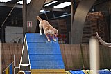 wedstrijd agility friends zondag
