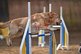wedstrijd agility friends zondag