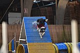 wedstrijd agility friends zondag