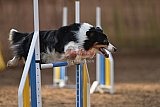 wedstrijd agility friends zondag