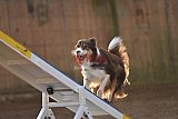 wedstrijd agility friends zondag