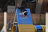 wedstrijd agility friends zondag