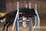 wedstrijd agility friends zondag