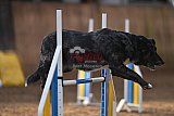 wedstrijd agility friends zondag