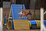 wedstrijd agility friends zondag
