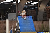 wedstrijd agility friends zondag