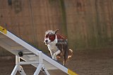 wedstrijd agility friends zondag