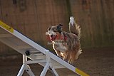 wedstrijd agility friends zondag