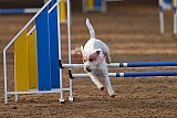wedstrijd agility friends zondag