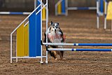 wedstrijd agility friends zondag