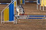 wedstrijd agility friends zondag