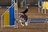 wedstrijd agility friends zondag