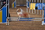 wedstrijd agility friends zondag