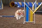 wedstrijd agility friends zondag