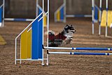 wedstrijd agility friends zondag