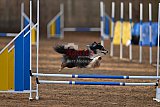wedstrijd agility friends zondag