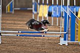 wedstrijd agility friends zondag