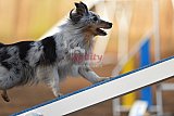 wedstrijd agility friends zondag
