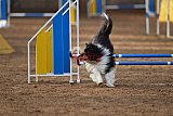 wedstrijd agility friends zondag