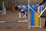 wedstrijd agility friends zondag