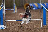 wedstrijd agility friends zondag