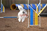 wedstrijd agility friends zondag