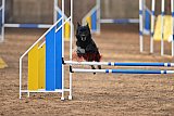 wedstrijd agility friends zondag