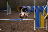 wedstrijd agility friends zondag