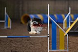 wedstrijd agility friends zondag