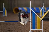 wedstrijd agility friends zondag