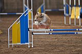 wedstrijd agility friends zondag