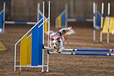 wedstrijd agility friends zondag