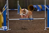 wedstrijd agility friends zondag