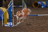 wedstrijd agility friends zondag