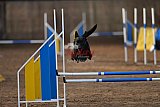 wedstrijd agility friends zondag