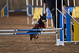 wedstrijd agility friends zondag