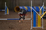 wedstrijd agility friends zondag