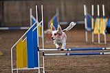 wedstrijd agility friends zondag
