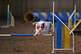 wedstrijd agility friends zondag