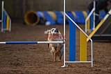 wedstrijd agility friends zondag