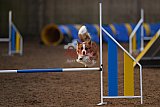 wedstrijd agility friends zondag