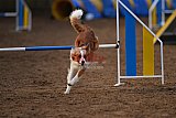 wedstrijd agility friends zondag
