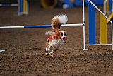 wedstrijd agility friends zondag