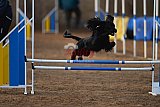 wedstrijd agility friends zondag